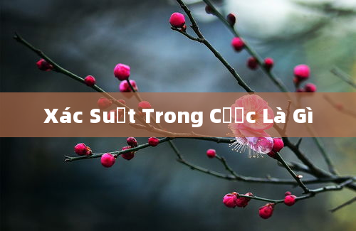 Xác Suất Trong Cược Là Gì