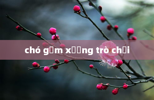 chó gặm xương trò chơi