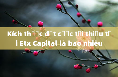 Kích thước đặt cược tối thiểu tại Etx Capital là bao nhiêu