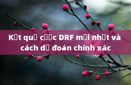 Kết quả cược DRF mới nhất và cách dự đoán chính xác