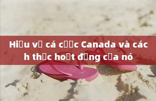 Hiểu về cá cược Canada và cách thức hoạt động của nó