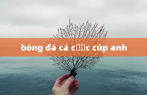 bóng đá cá cược cúp anh