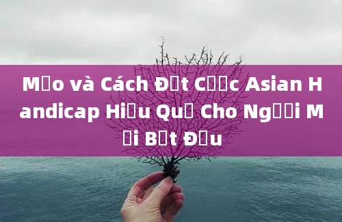 Mẹo và Cách Đặt Cược Asian Handicap Hiệu Quả Cho Người Mới Bắt Đầu