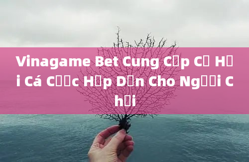 Vinagame Bet Cung Cấp Cơ Hội Cá Cược Hấp Dẫn Cho Người Chơi