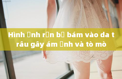 Hình ảnh rắn bẻ bám vào da trâu gây ám ảnh và tò mò