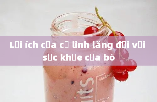 Lợi ích của cỏ linh lăng đối với sức khỏe của bò