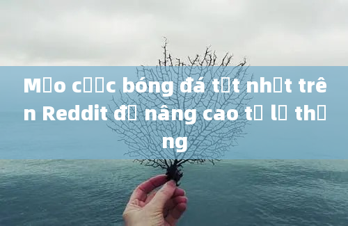 Mẹo cược bóng đá tốt nhất trên Reddit để nâng cao tỷ lệ thắng