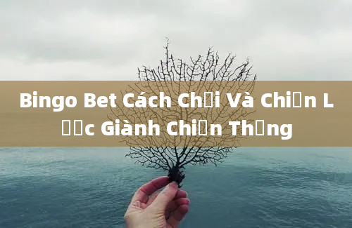 Bingo Bet Cách Chơi Và Chiến Lược Giành Chiến Thắng