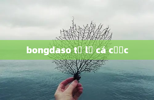 bongdaso tỷ lệ cá cược