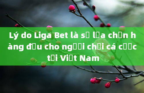 Lý do Liga Bet là sự lựa chọn hàng đầu cho người chơi cá cược tại Việt Nam