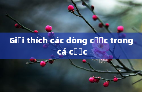 Giải thích các dòng cược trong cá cược