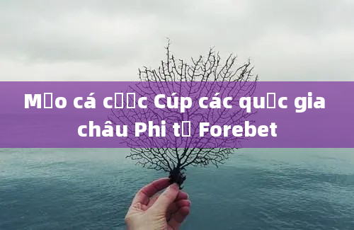 Mẹo cá cược Cúp các quốc gia châu Phi từ Forebet