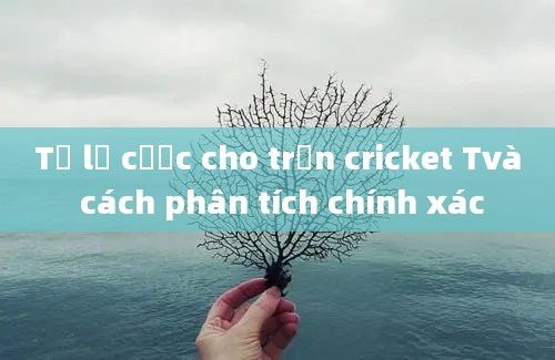 Tỷ lệ cược cho trận cricket Tvà cách phân tích chính xác