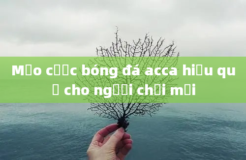 Mẹo cược bóng đá acca hiệu quả cho người chơi mới