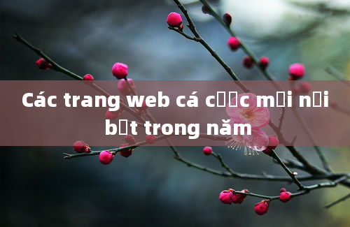 Các trang web cá cược mới nổi bật trong năm