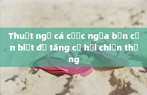 Thuật ngữ cá cược ngựa bạn cần biết để tăng cơ hội chiến thắng