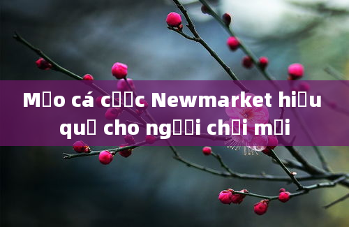 Mẹo cá cược Newmarket hiệu quả cho người chơi mới