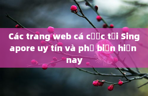 Các trang web cá cược tại Singapore uy tín và phổ biến hiện nay