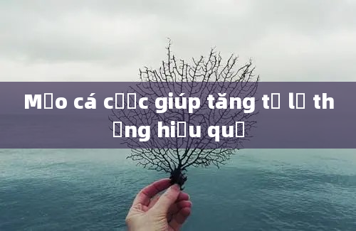 Mẹo cá cược giúp tăng tỷ lệ thắng hiệu quả