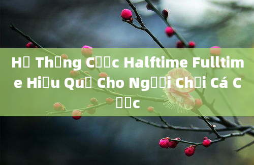 Hệ Thống Cược Halftime Fulltime Hiệu Quả Cho Người Chơi Cá Cược