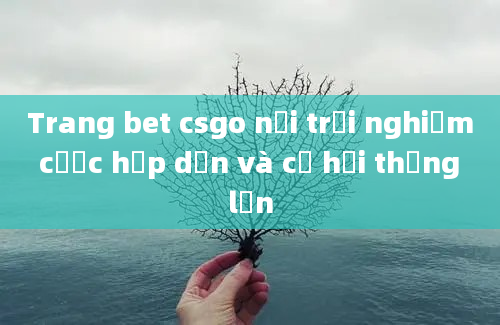 Trang bet csgo nơi trải nghiệm cược hấp dẫn và cơ hội thắng lớn