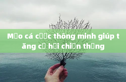 Mẹo cá cược thông minh giúp tăng cơ hội chiến thắng