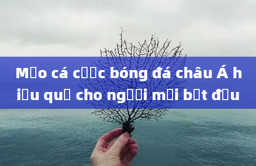 Mẹo cá cược bóng đá châu Á hiệu quả cho người mới bắt đầu