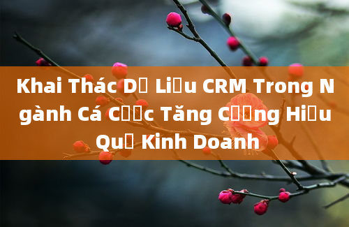 Khai Thác Dữ Liệu CRM Trong Ngành Cá Cược Tăng Cường Hiệu Quả Kinh Doanh