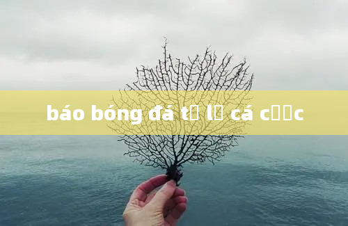 báo bóng đá tỷ lệ cá cược