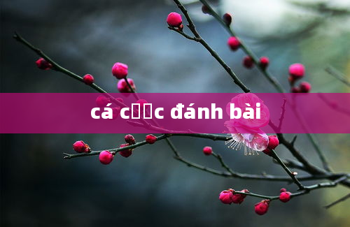 cá cược đánh bài