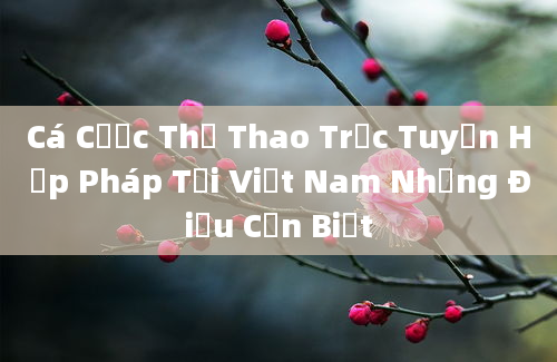 Cá Cược Thể Thao Trực Tuyến Hợp Pháp Tại Việt Nam Những Điều Cần Biết