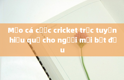 Mẹo cá cược cricket trực tuyến hiệu quả cho người mới bắt đầu