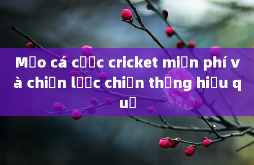 Mẹo cá cược cricket miễn phí và chiến lược chiến thắng hiệu quả